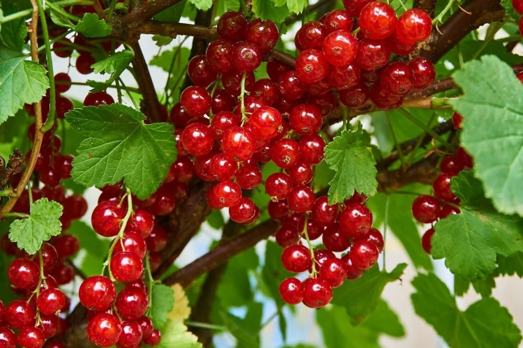 currant-g2a6cfe377_1280.jpg