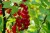 red-currant-g7e5aa6ac5_1280.jpg