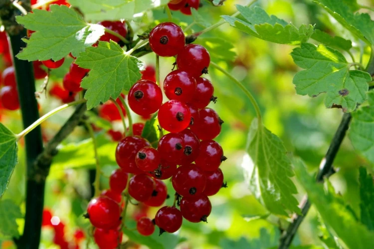 red-currant-g7e5aa6ac5_1280.jpg