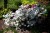azalia-japonska-luzi-19,_59120f6222966.jpg