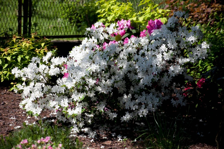 azalia-japonska-luzi-19,_59120f6222966.jpg