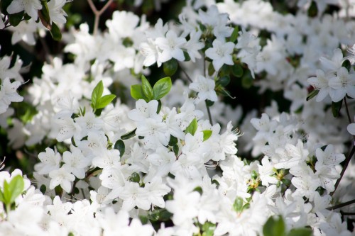 azalia-japonska-luzi-21,_59120f5fb10bf.jpg