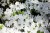 azalia-japonska-luzi-21,_59120f5fb10bf.jpg