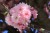 cherry-blossom-g629b9f388_1280.jpg