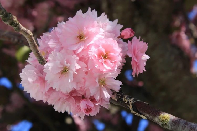 cherry-blossom-g629b9f388_1280.jpg