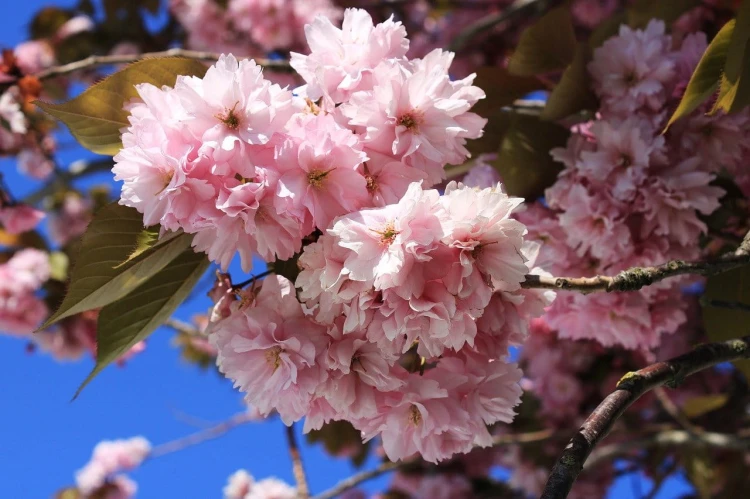 cherry-blossom-g821e882c6_1280.jpg