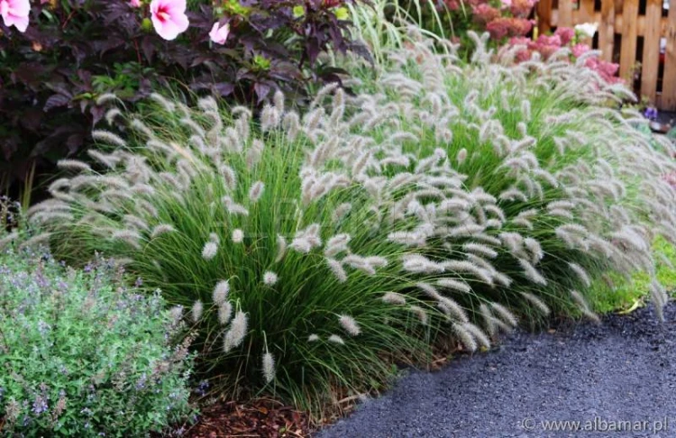 piorkowka-japonska-hameln-pennisetum-alopecuroides.jpg