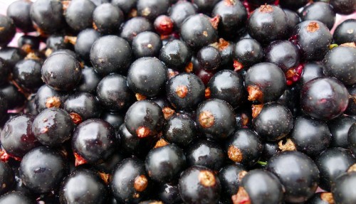 currants-3494371_1280.jpg