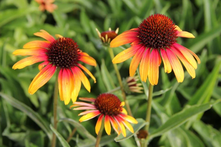 Jezowka-Echinacea-PARROT.jpg