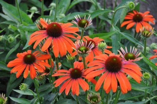 jezowka-julia-echinacea.jpg