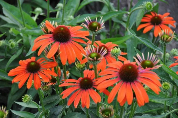 jezowka-julia-echinacea.jpg