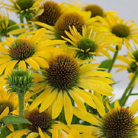 jezowka-fountain-yellow-echinacea.jpg