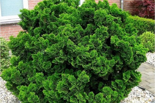 pol_pl_Cyprysik-tepoluskowy-Nana-Gracilis-Chamaecyparis-obtusa-7794_4.jpg