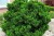 pol_pl_Cyprysik-tepoluskowy-Nana-Gracilis-Chamaecyparis-obtusa-7794_4.jpg