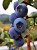 blueberry-3641415_1920-1.jpg