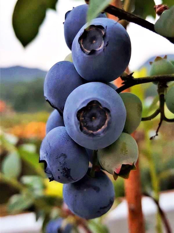 blueberry-3641415_1920-1.jpg