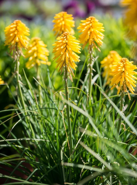 kniphofia-banana-popsicle-2.jpg