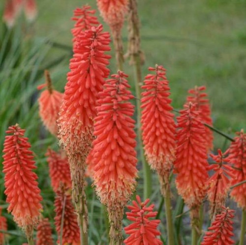 trytoma-groniasta-echo-rojo-kniphofia-uvaria.jpg