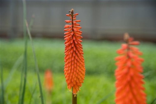 Trytoma-Red-Hot-Popsicle.jpg