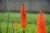 Trytoma-Red-Hot-Popsicle.jpg