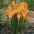 kniphofia-poco-orange-trytoma.jpg
