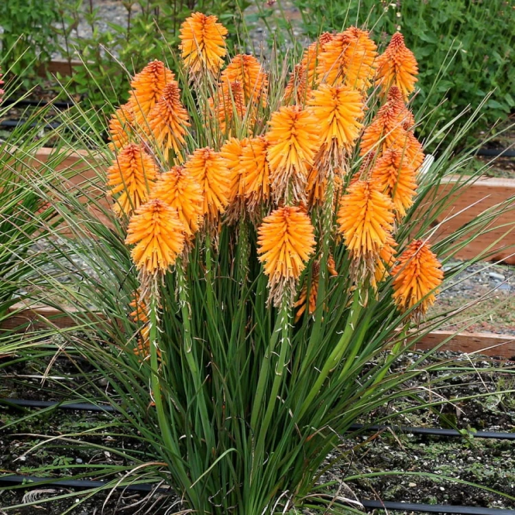 kniphofia-poco-orange-trytoma.jpg