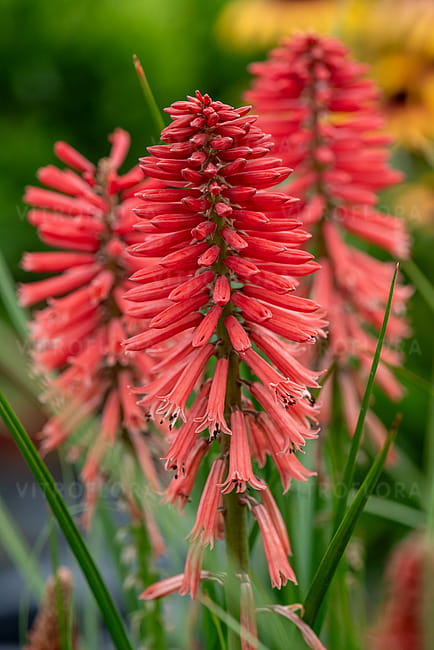 kniphofia-poco-red_1.jpg