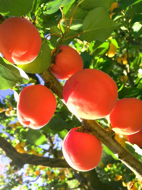 orange red.jpg