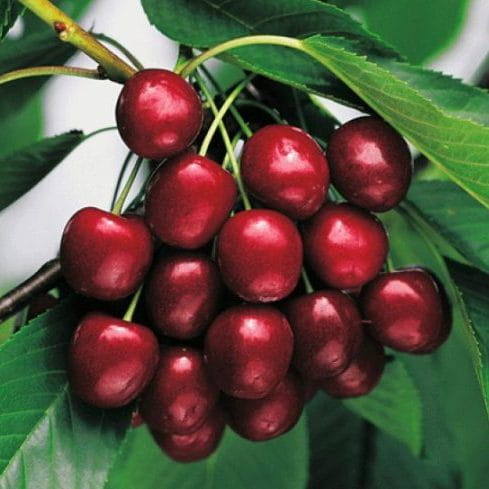 cirese-vanda-cherry-2.jpg