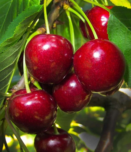 Sweetheart-Cherry-1.jpg