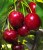Sweetheart-Cherry-1.jpg