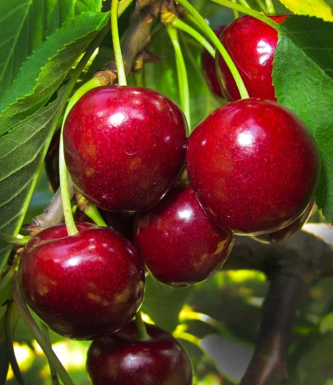 Sweetheart-Cherry-1.jpg