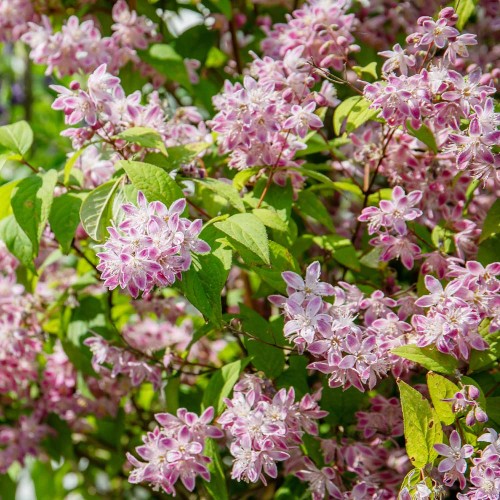 51405880_Deutzia-hybrida-Strawberry-Fields-GWL-2023-IH-208.jpg