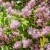 51405880_Deutzia-hybrida-Strawberry-Fields-GWL-2023-IH-208.jpg