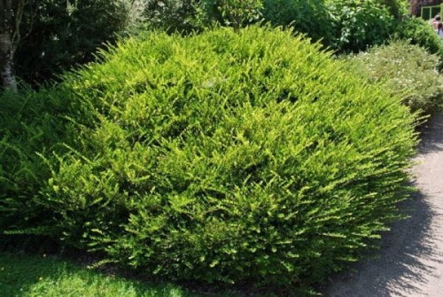 Moss green.jpg