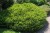 Moss green.jpg