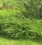 Suchodrzew-Chinski-Moss-Green.jpg