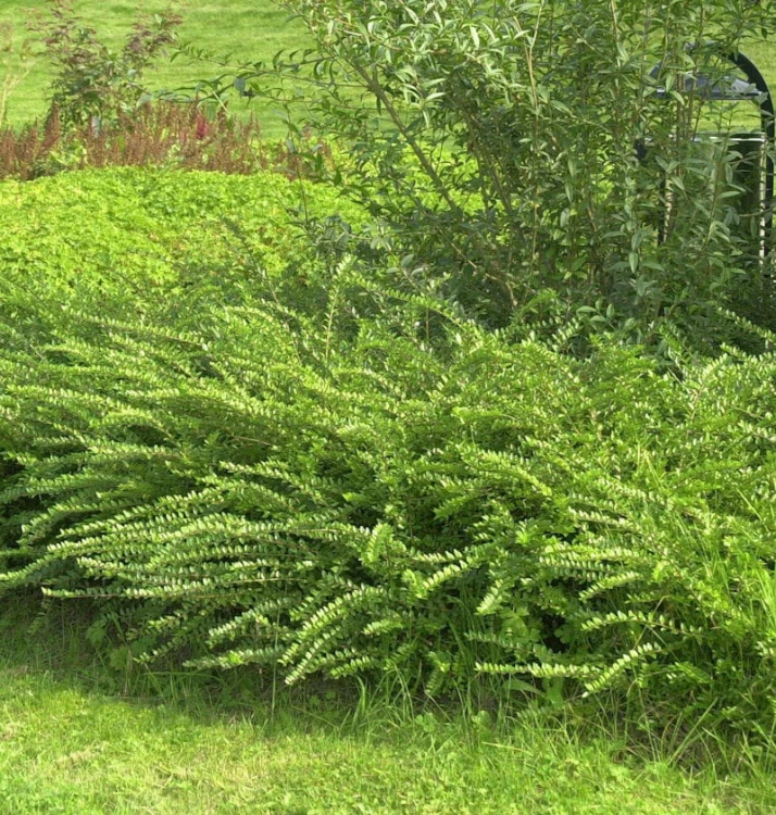 Suchodrzew-Chinski-Moss-Green.jpg