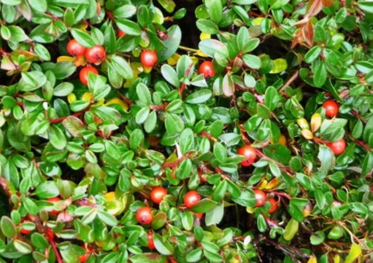 Zrzut ekranu 2025-03-06 122935.png