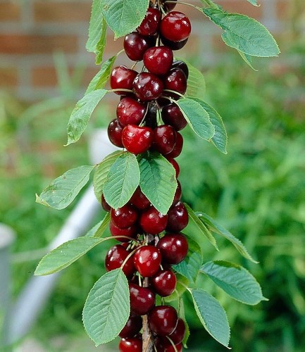 711Vh7-x4GL._AC_UF1000,1000_QL80_.jpg