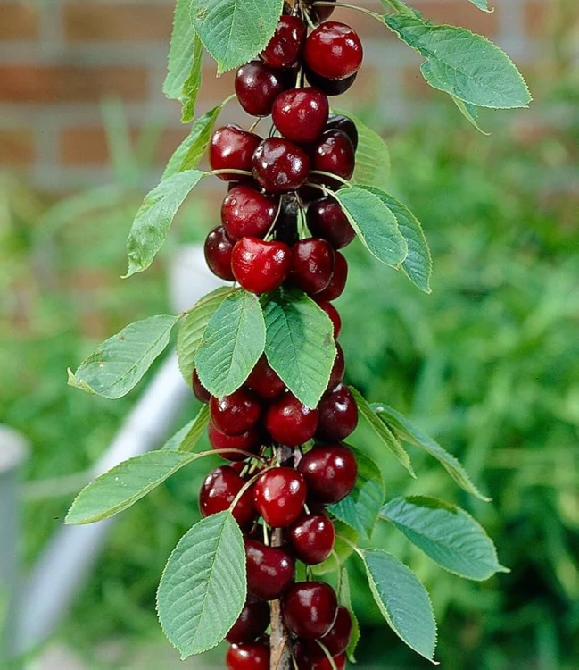 711Vh7-x4GL._AC_UF1000,1000_QL80_.jpg