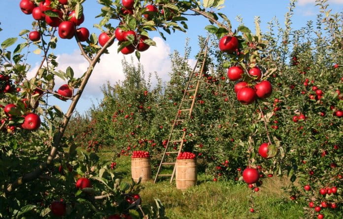 Jabłoń RED BOSKOP