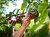 cherries.jpg