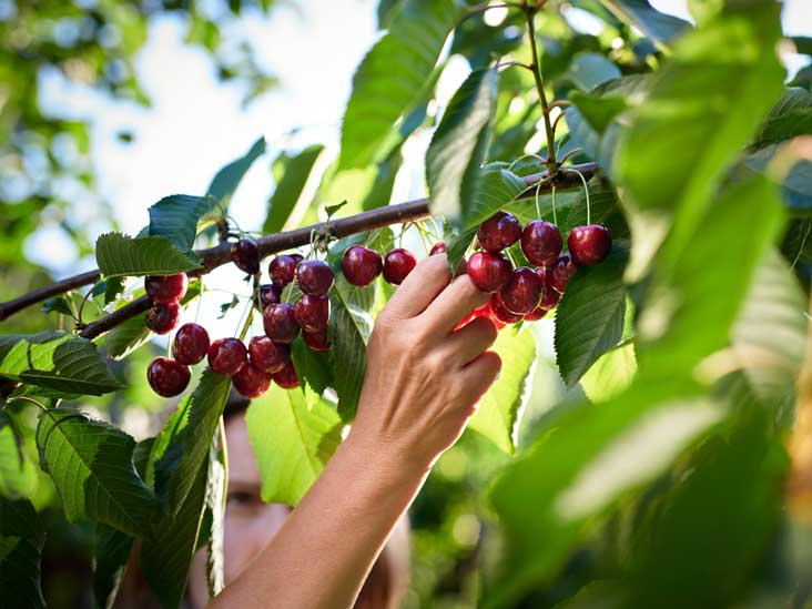 cherries.jpg