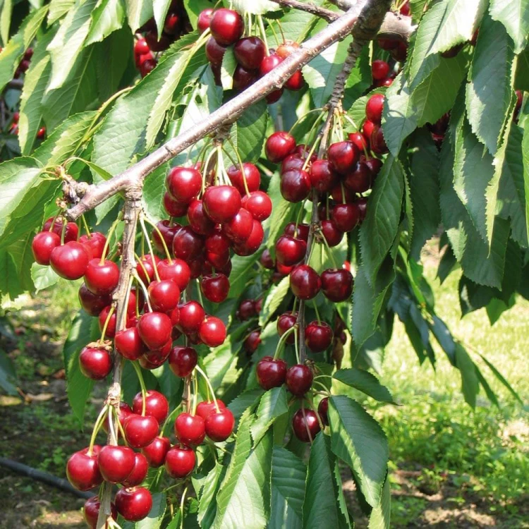 fruits-cherry-tree-stella.jpg