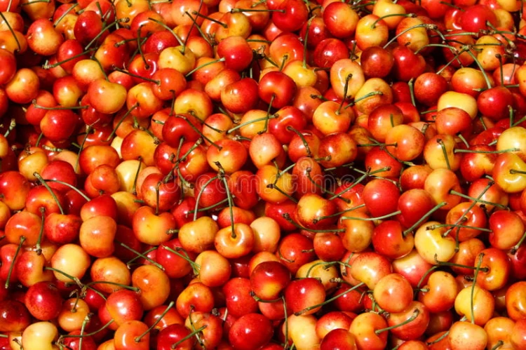 colorful-red-yellow-rainier-cherries-seemingly-endless-pile-sweet-shot-pier-farmers-market-san-francisco-37130193.jpg