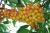Yellow-Cherries.jpg