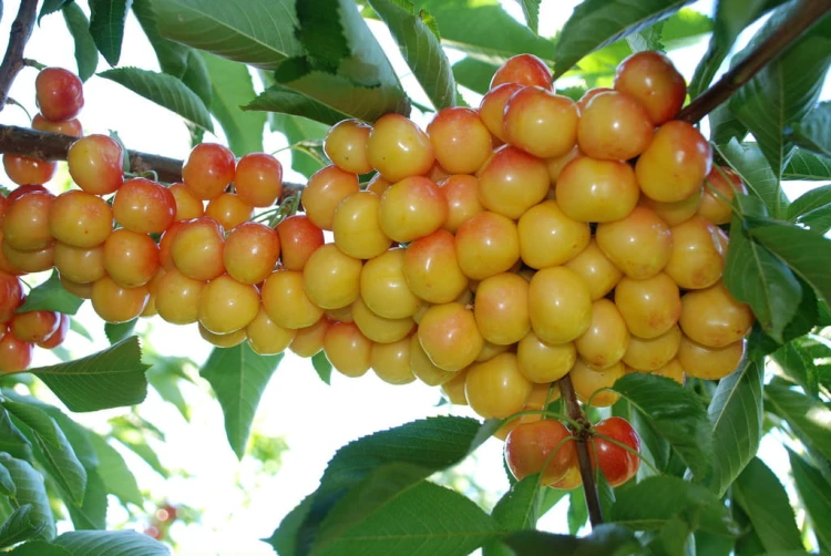 Yellow-Cherries.jpg
