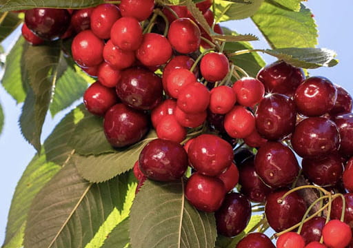 cherries3.jpg