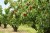 cherry-trees.jpg